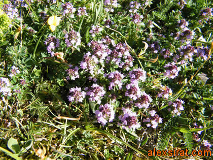 Origanum vulgare Val d'Aran